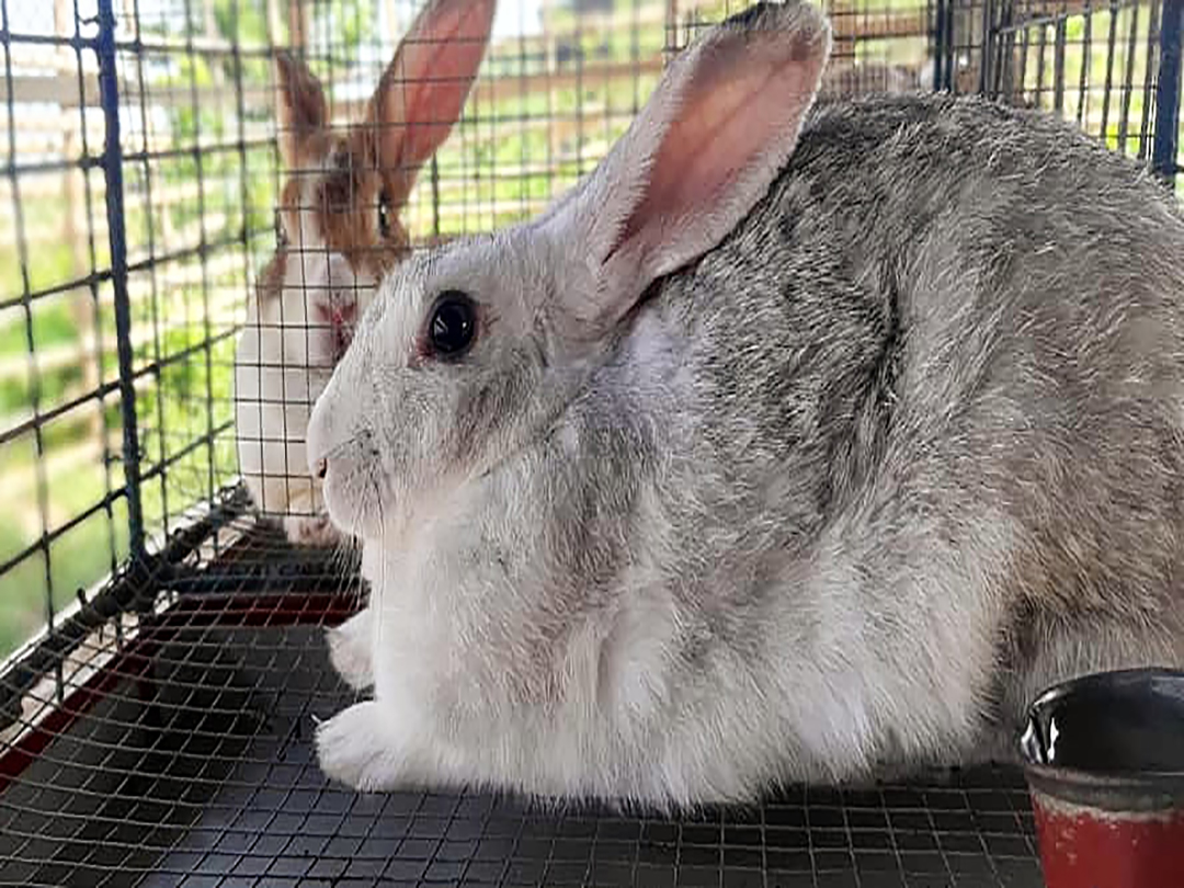 Poulet chiclapin